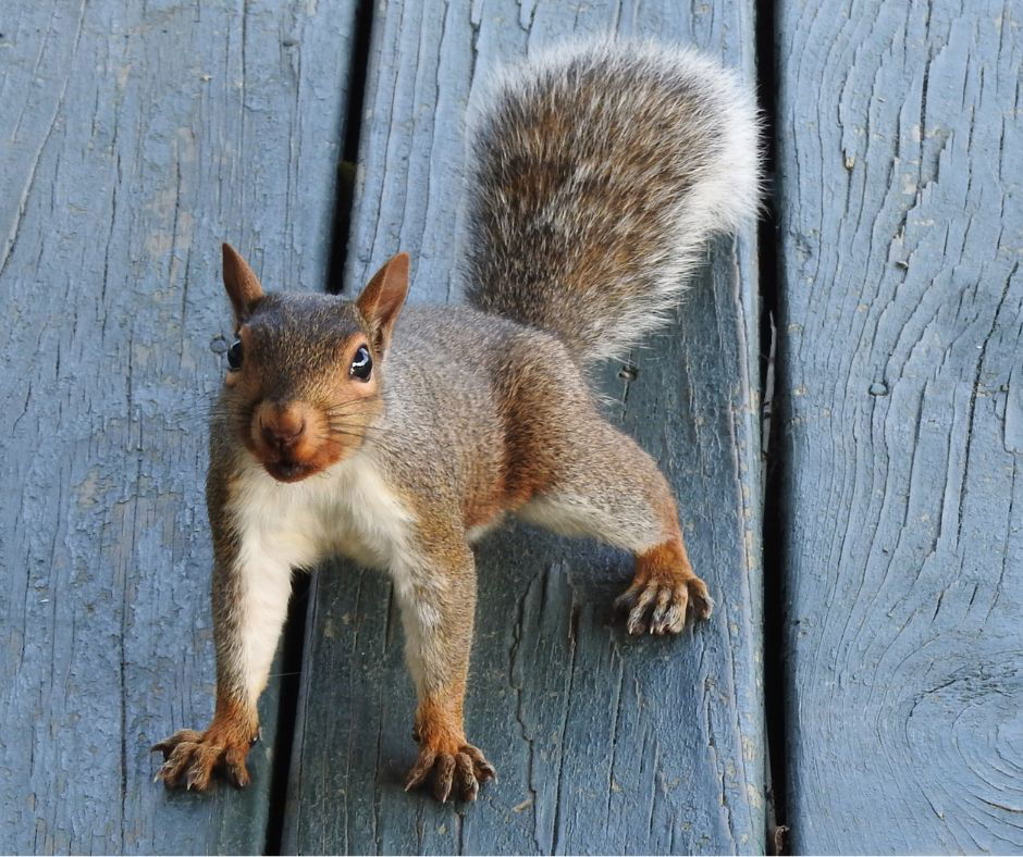 Deck Exclusion - Squirrel