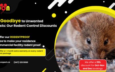 Secure Your Property with Icon Pest’s RODENT-PROOF Service