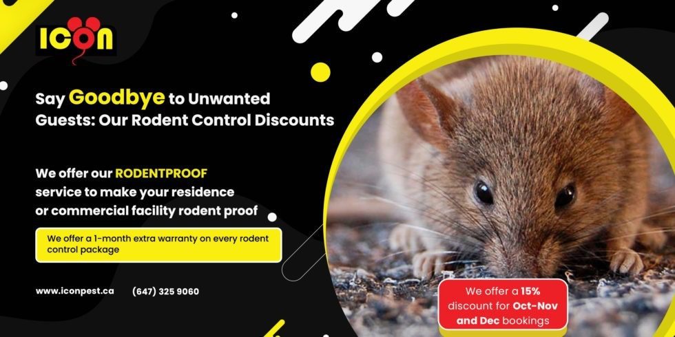 15% Off Expert Rodent Control Services | Icon Pest