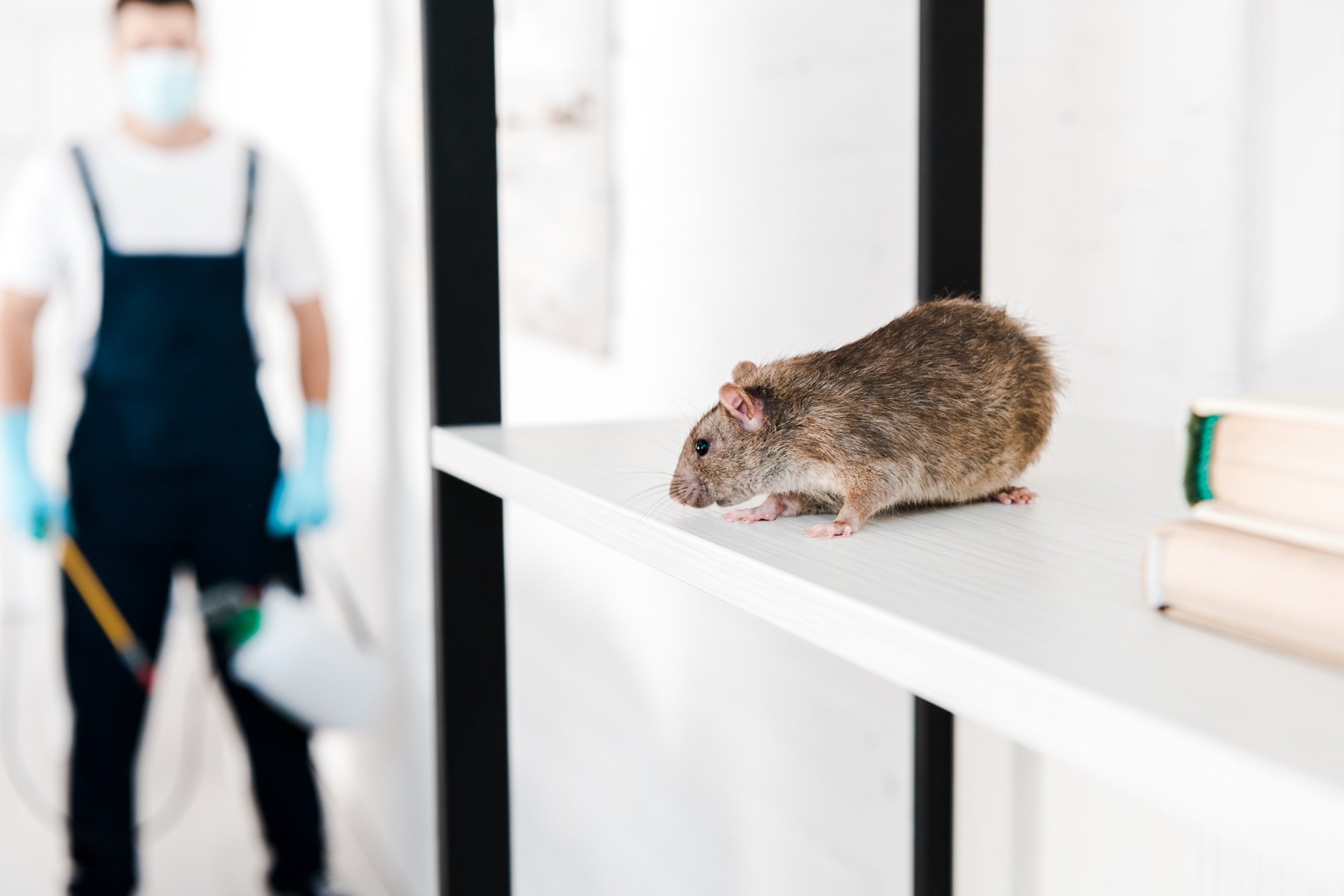 Rodent Control and Removal