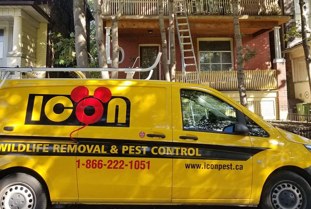 5 Reasons Why Icon Pest is the Preferred Pest Control Provider in Toronto and the GTA