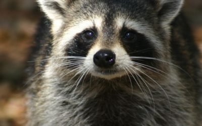 Raccoon Prevention and Exclusion
