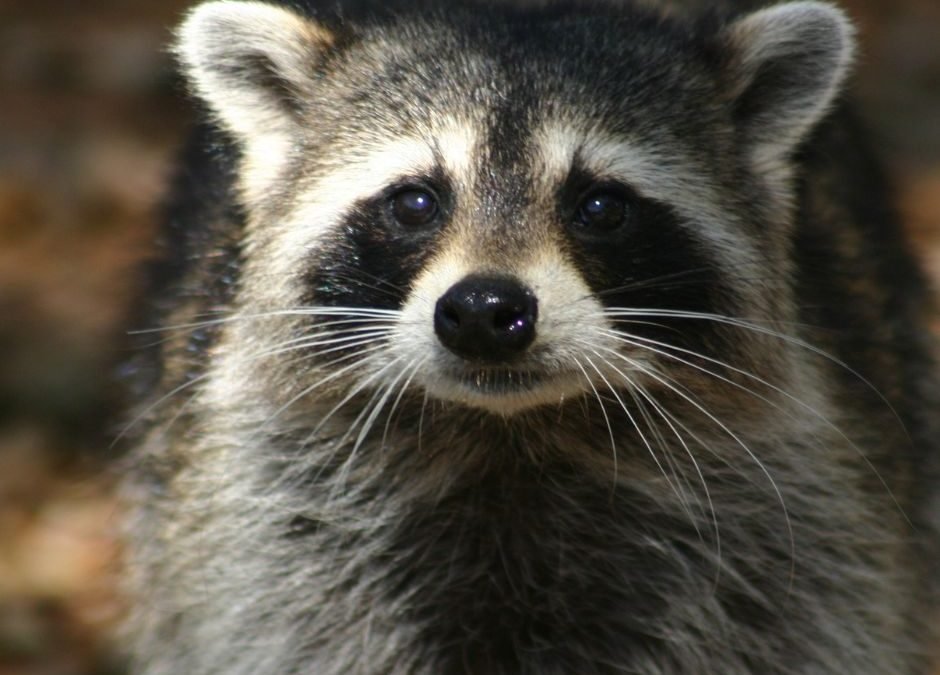 Raccoon Exclusion services
