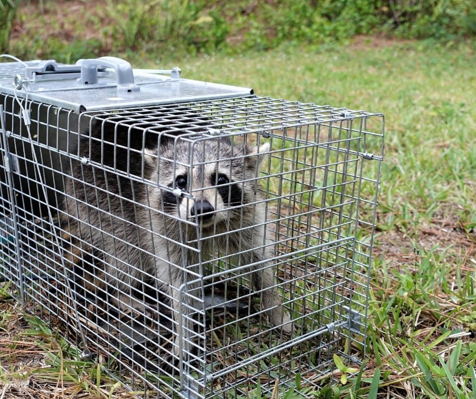 Raccoon Prevention Icon Pest