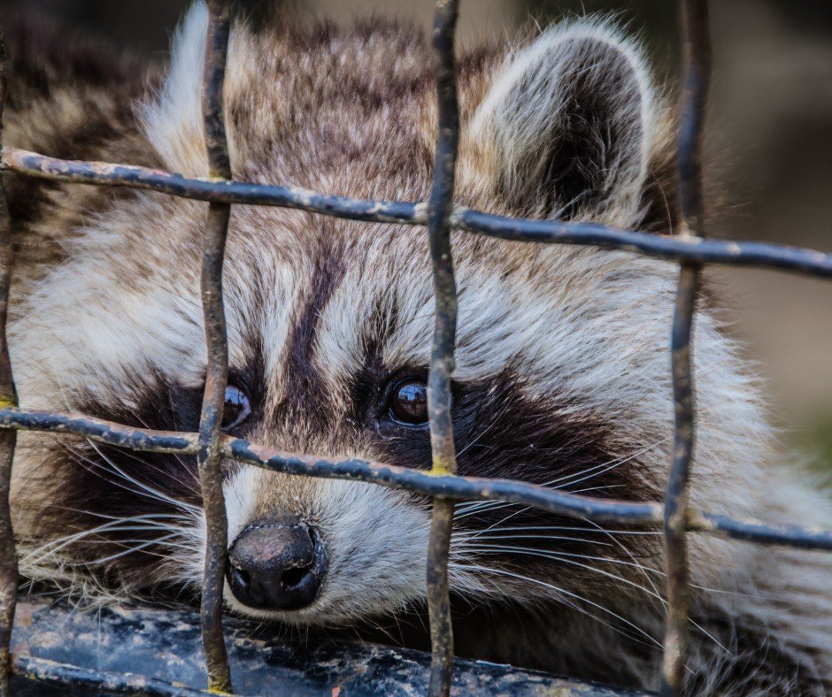 Raccoon Prevention and Exclusion