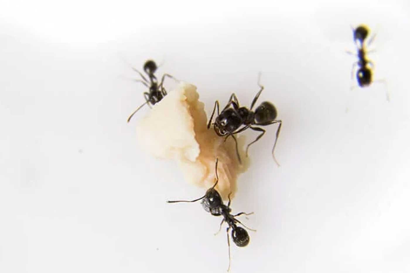Ant Removal Richmond hill