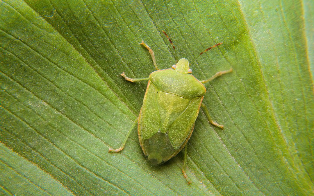 How to Get Rid of Stink Bugs in Southern Ontario
