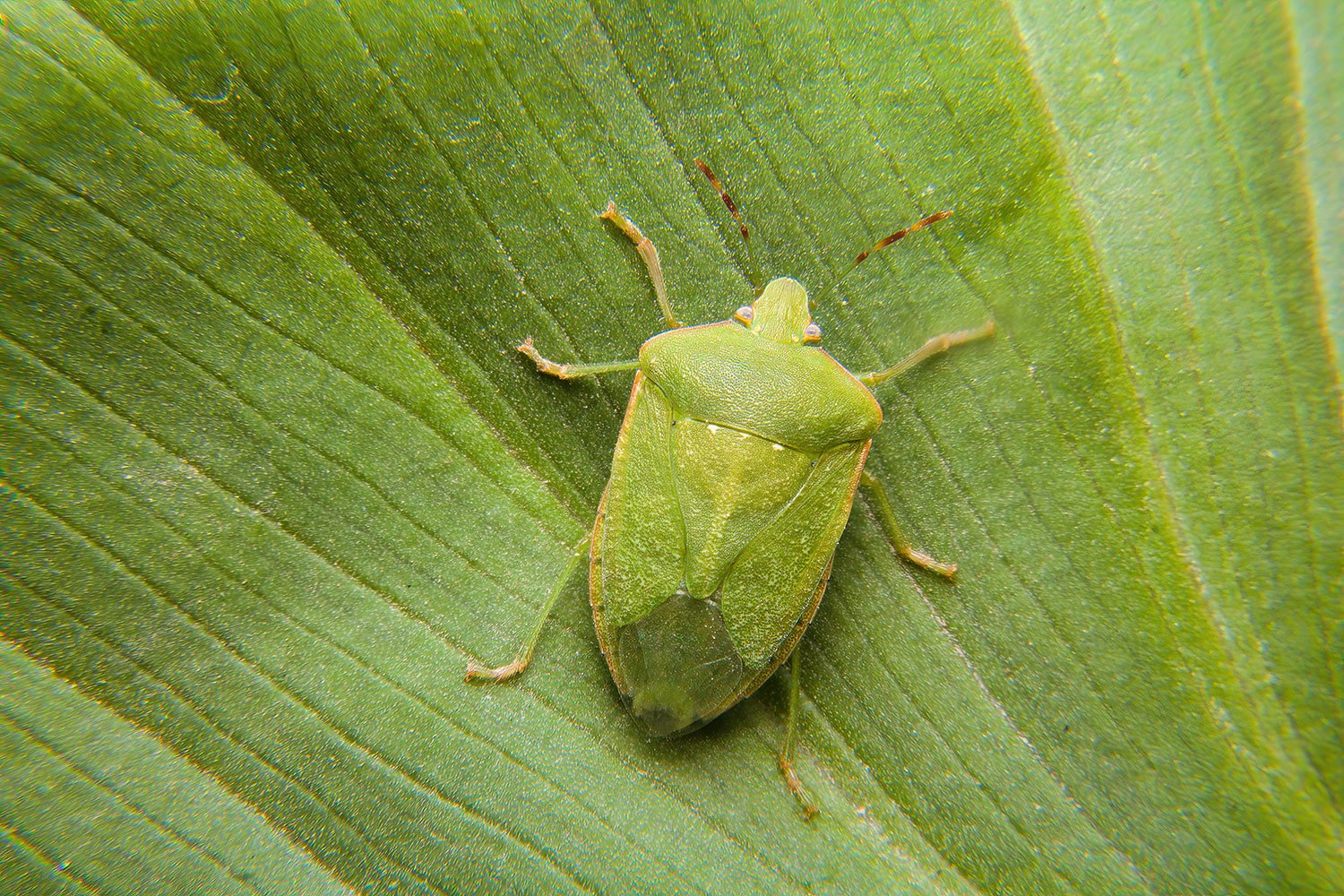 Green stink bug removal