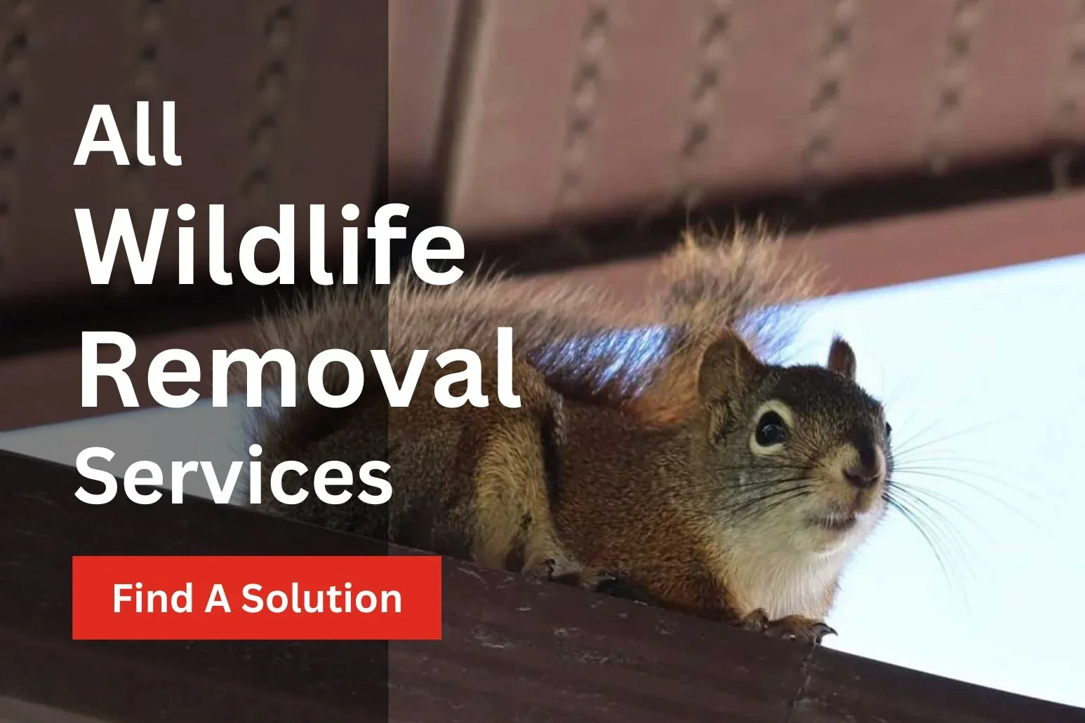 All Wildlife Removal Services