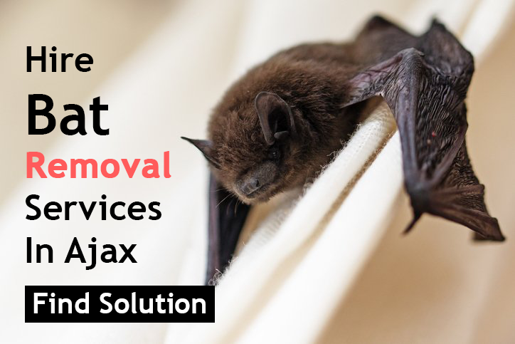 Hire Bat Removal Services In Ajax