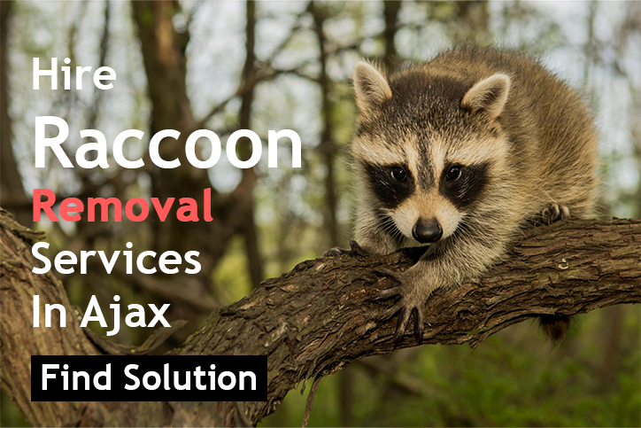 Hire Raccoon Removal Services In Ajax