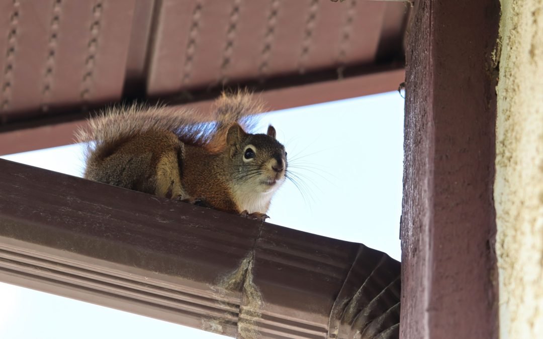 How Icon Pest Installed a One-Way Door to Remove Squirrels From a House