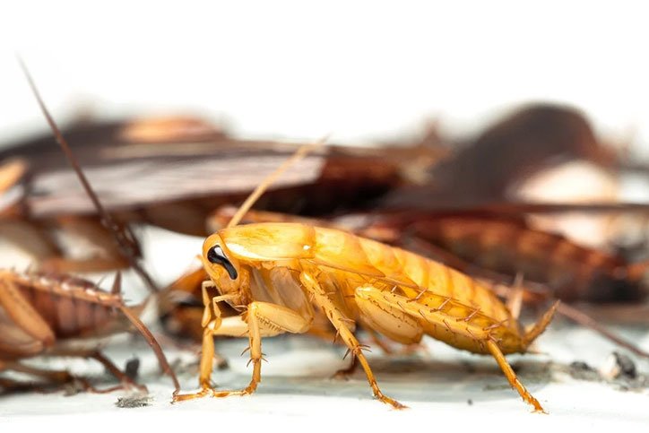 Cockroach Removal Pickering