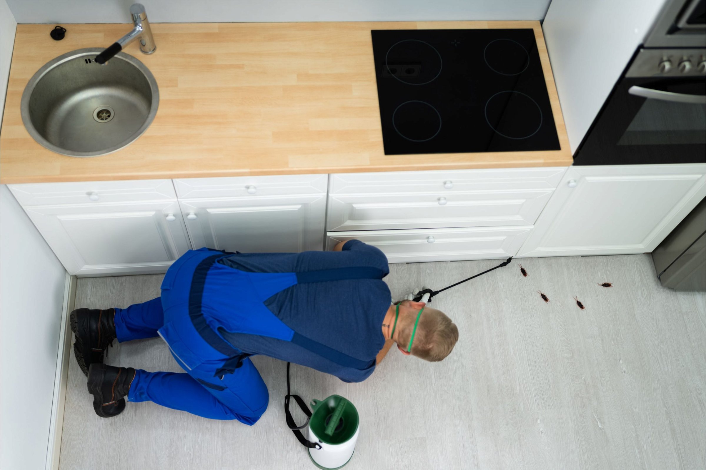 Pest control and removal (2)