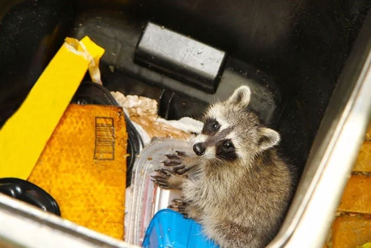 Raccoon Removal Thornhill