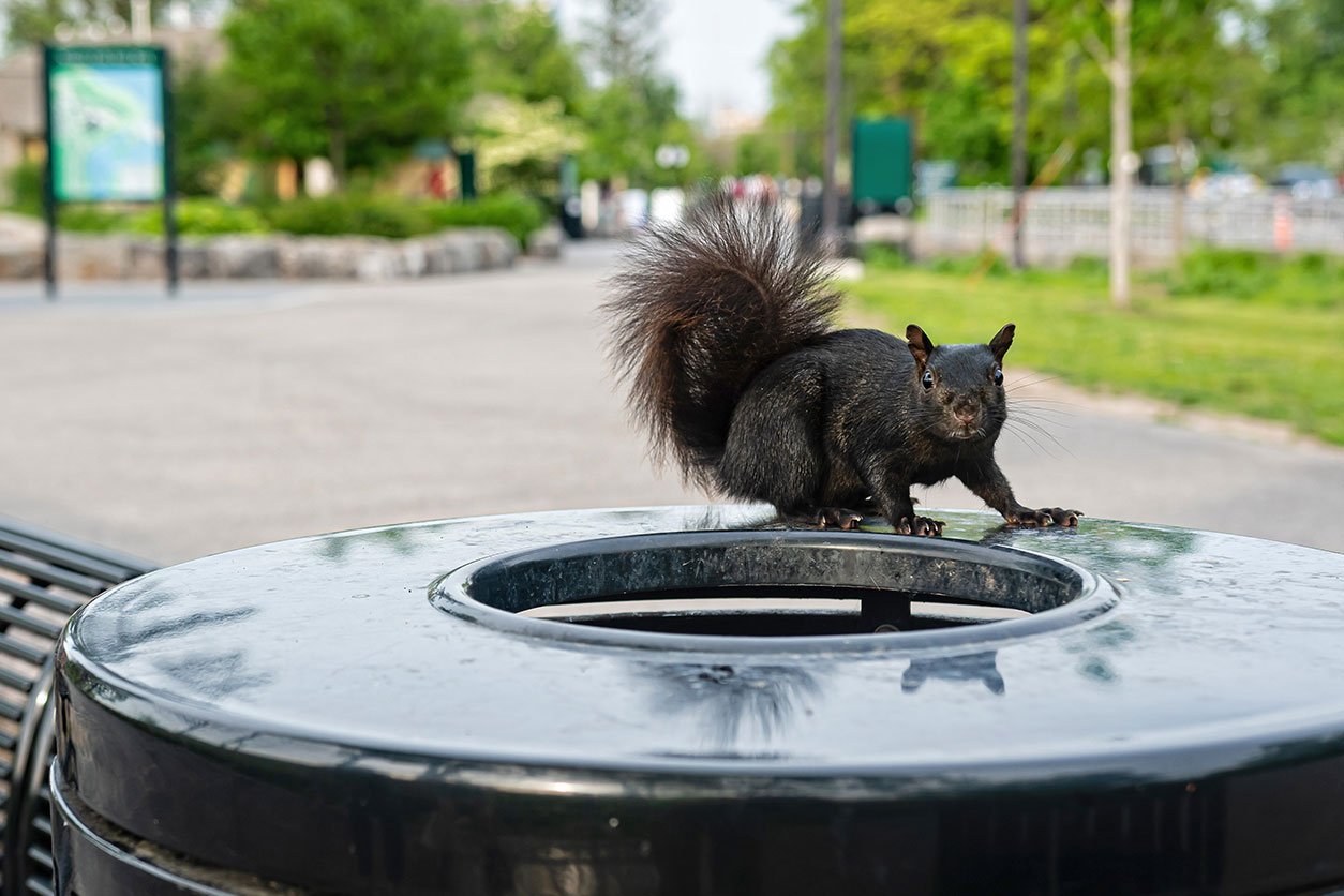 Squirrel Removal Toronto