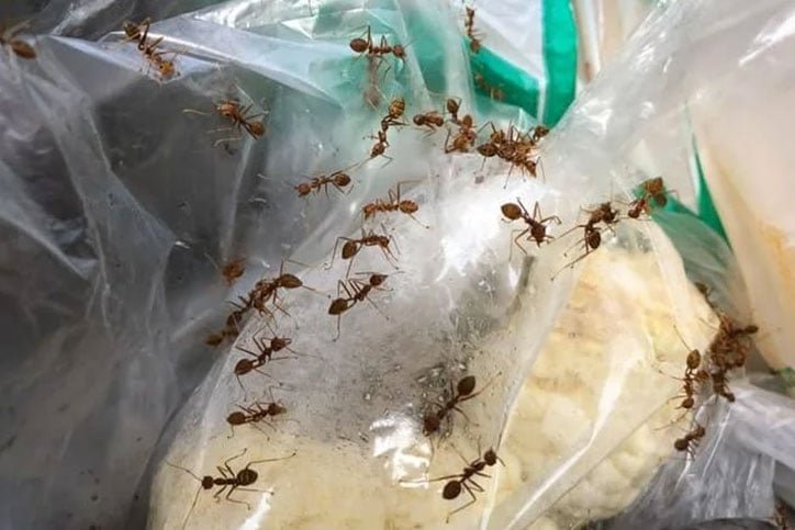 Ant Removal North York