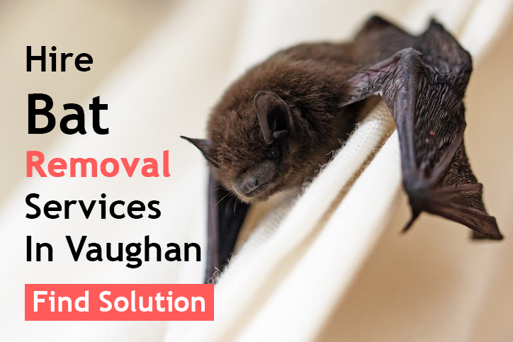 Hire bat removal services in Vaughan