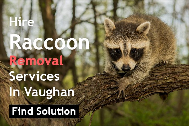 hire raccoon removal services in Vaughan