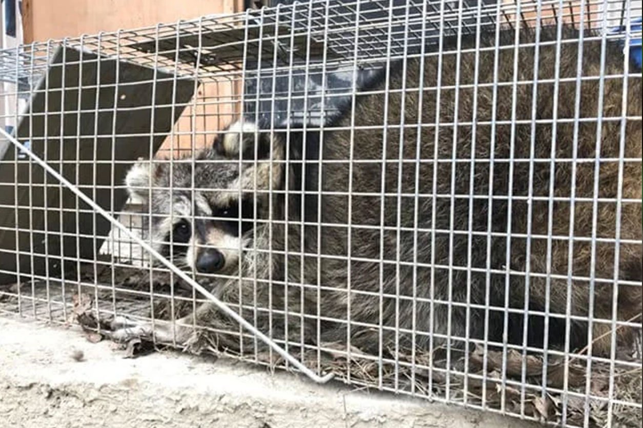 Markham Raccoon Removal