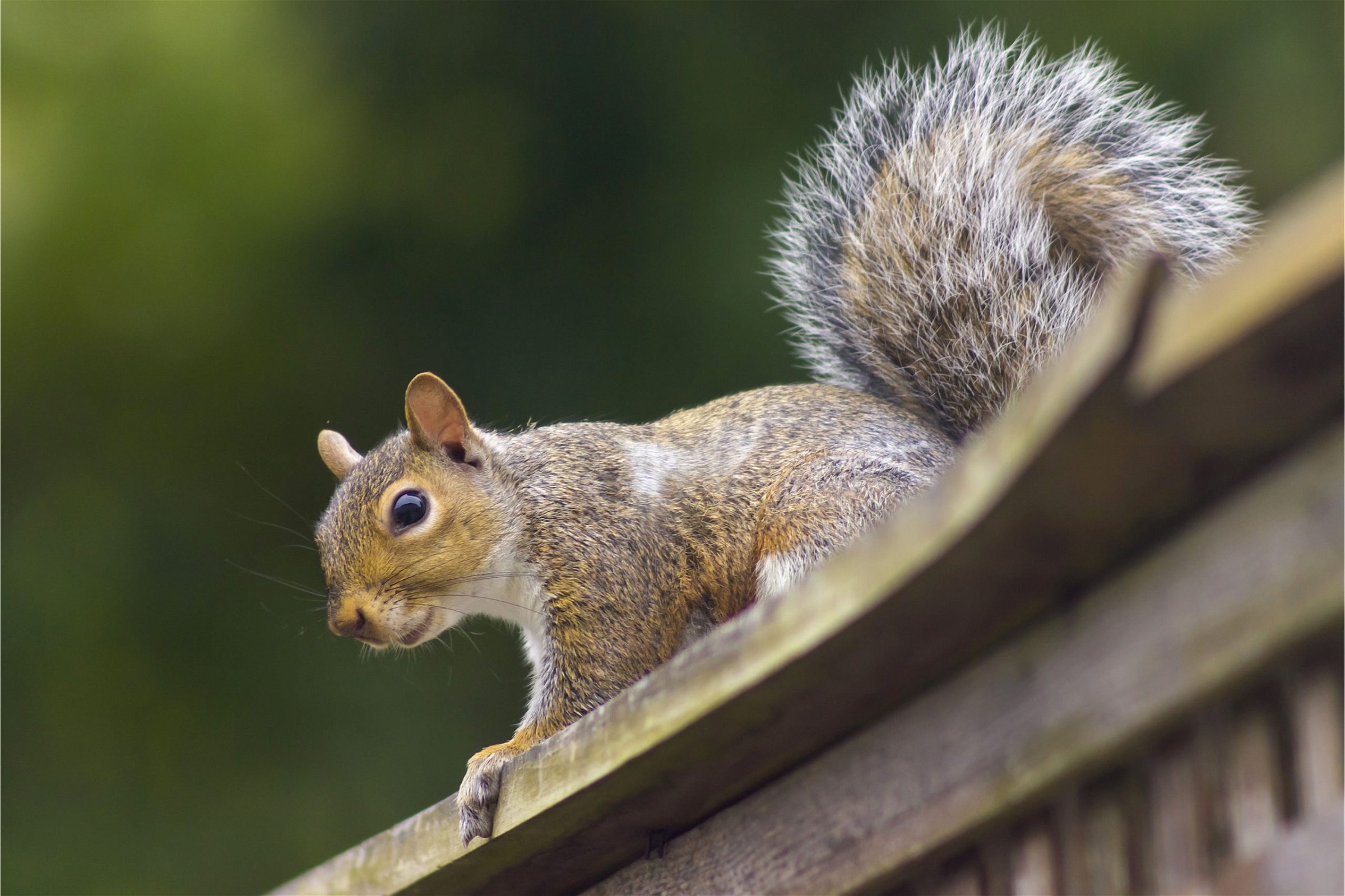 Squirrel Removal and Exclusion Service