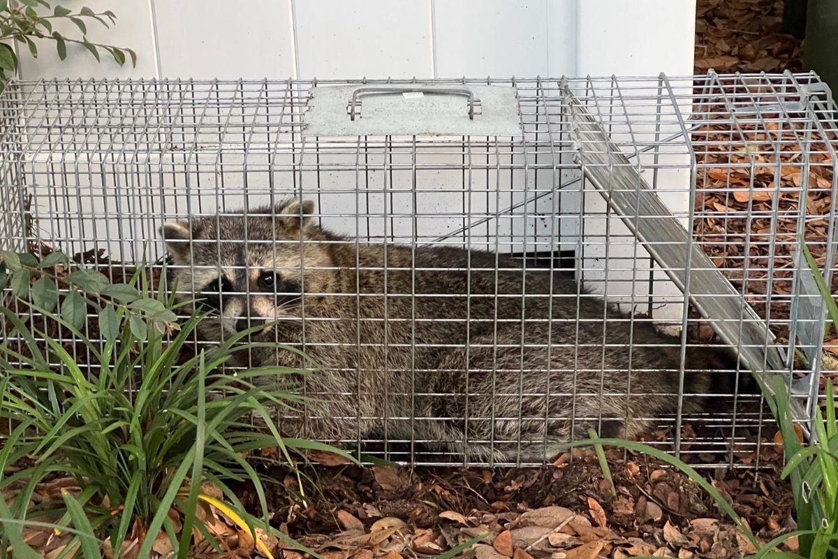 Call a professional for best raccoon removal ways