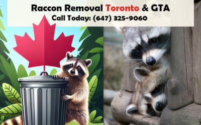 Affordable and Effective Raccoon Removal in Toronto & GTA