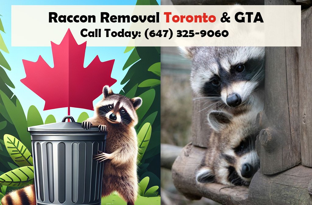 Icon Pest Raccoon Removal in Toronto and GTA