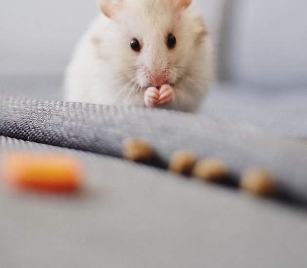 Keep Mice Away From Food Permanently