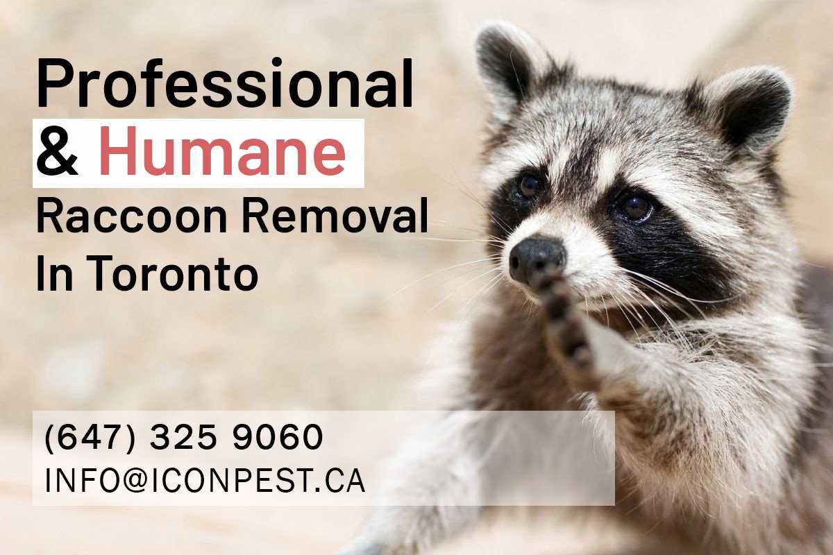 Professional Humane Raccoon Removal Toronto Near You