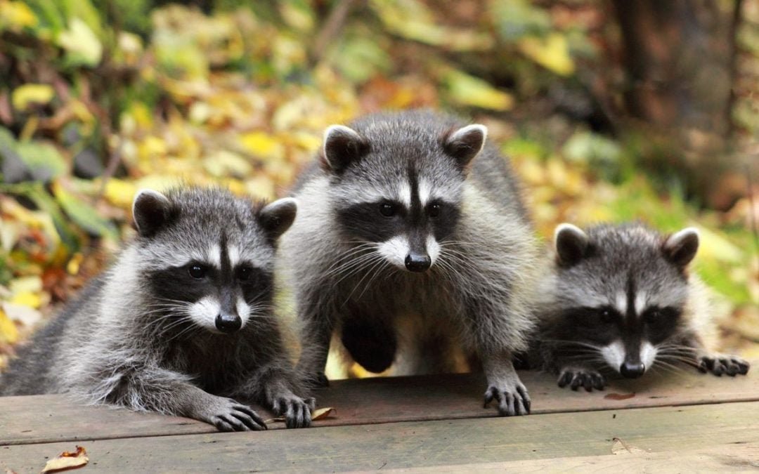 10 Ways to Deter, Remove, and Prevent Raccoons