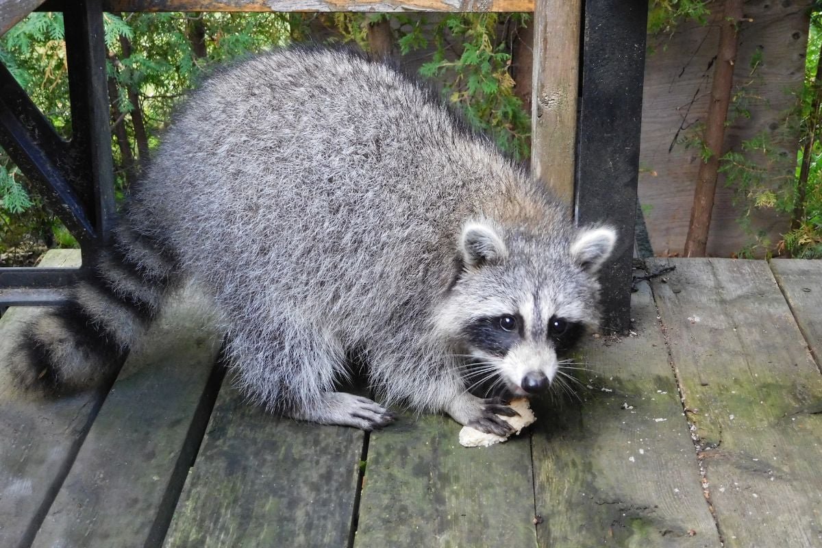 Racoon Removal: Utilize Repellent