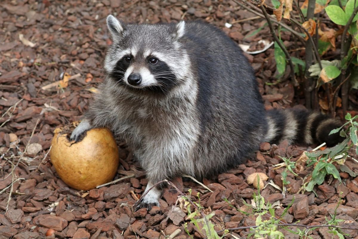 Racoon Removal: Remove The Vegetation