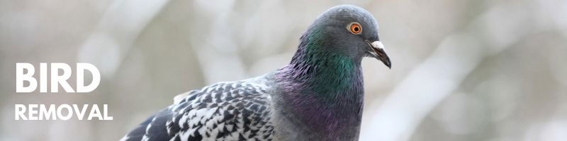 Icon Pest Bird Removal Service
