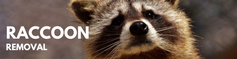 Icon Pest Raccoon Removal Service