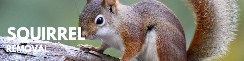 Icon Pest Squirrel Removal Service