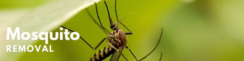 Icon Pest Mosquito Removal Service