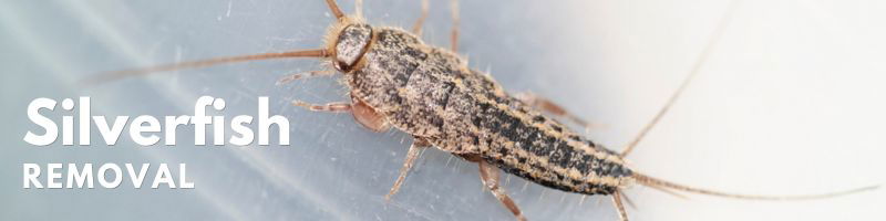 Icon Pest Silverfish Removal Service