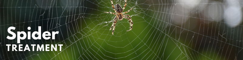 Icon Pest Spider Treatment Service