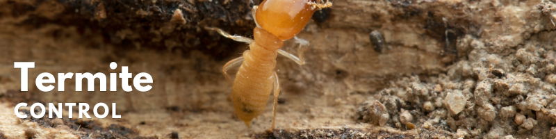 Icon Pest Termite Control Service
