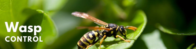 Icon Pest Wasp Control Service