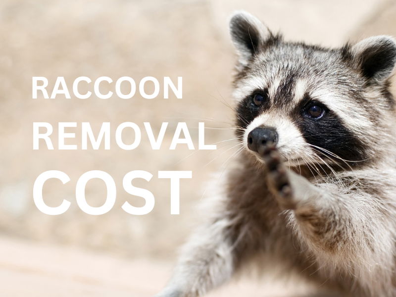 Raccoon Removal Cost