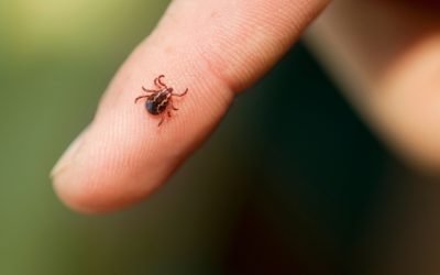 Tick Season Has Arrived Early This Year. Are You Prepared?