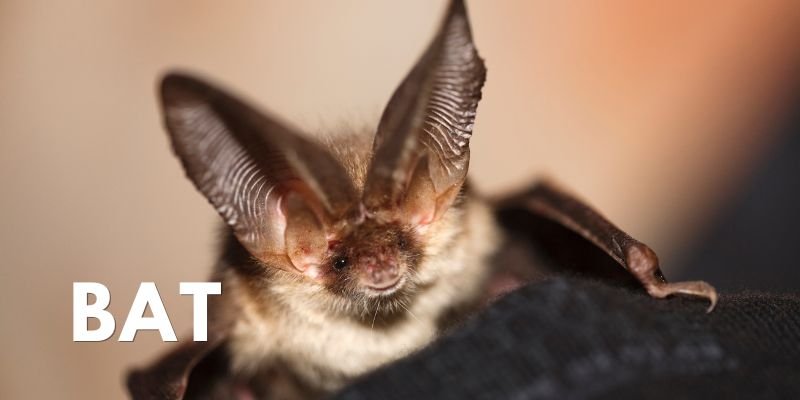 Icon Pest Bat Noises In Attic