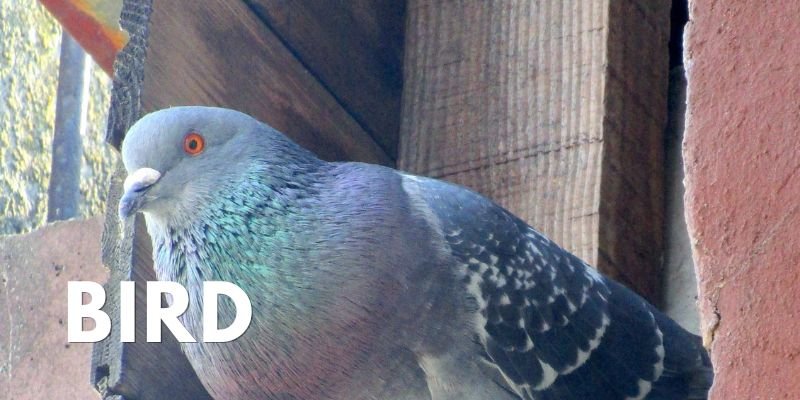Icon Pest Bird Noises In Attic