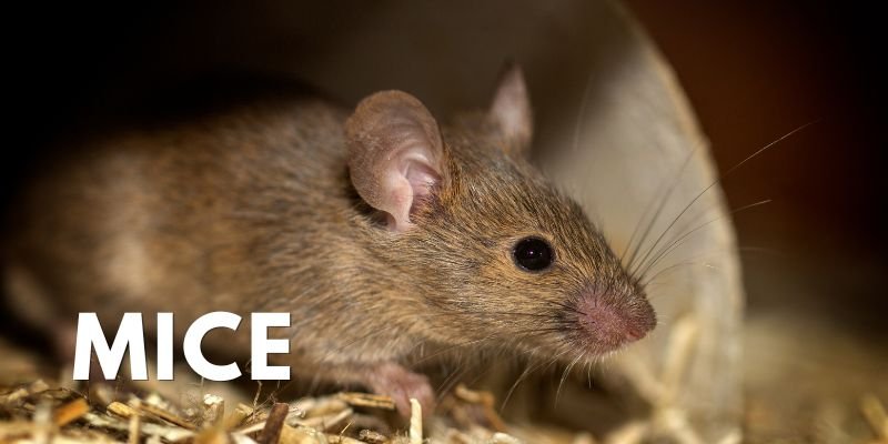 Icon Pest Mice Noises In Attic