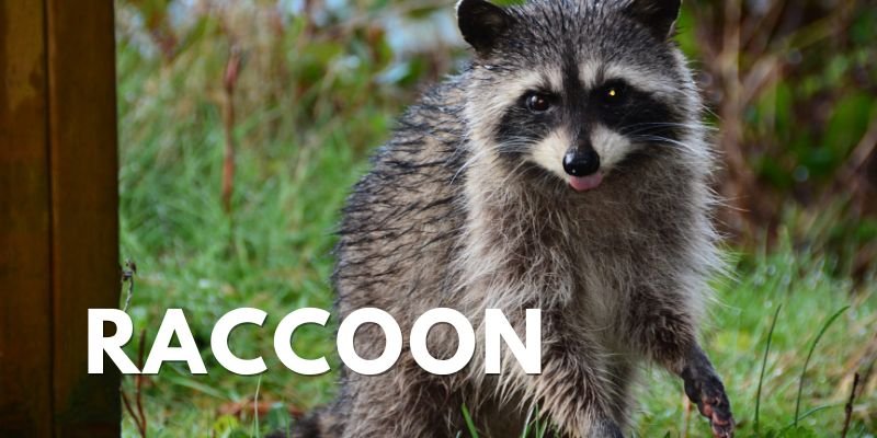 Icon Pest Raccoon Noises In Attic