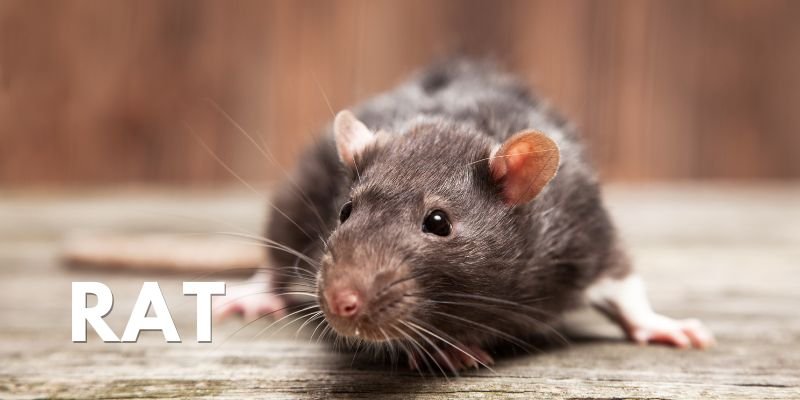 Icon Pest Rat Noises In Attic