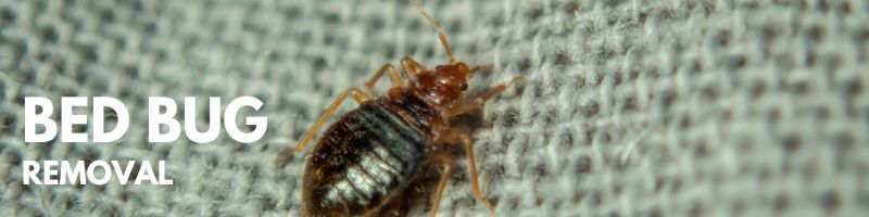 Icon Pest Bed Bugs Removal Service