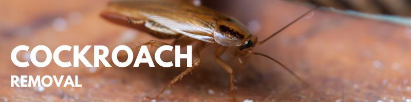 Icon Pest Cockroach Removal Service